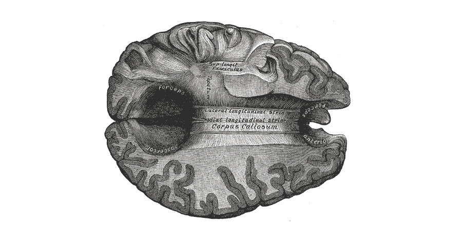 Cuerpo calloso del cerebro: estructura y funciones