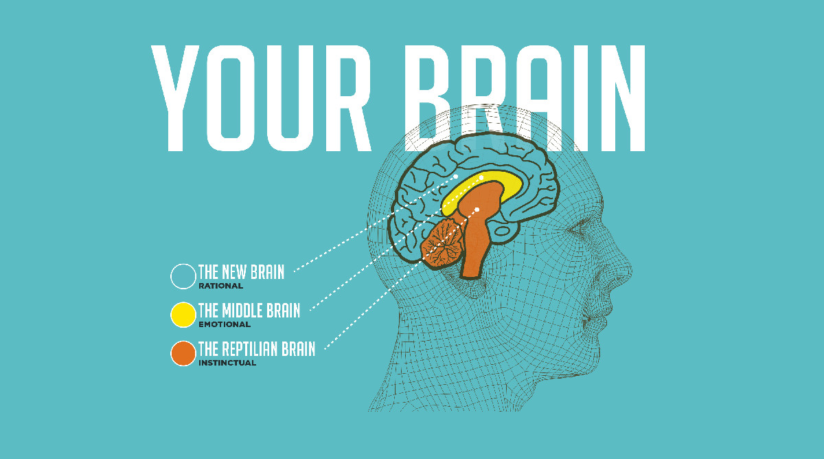 ​El modelo de los 3 cerebros: reptiliano, límbico y neocórtex